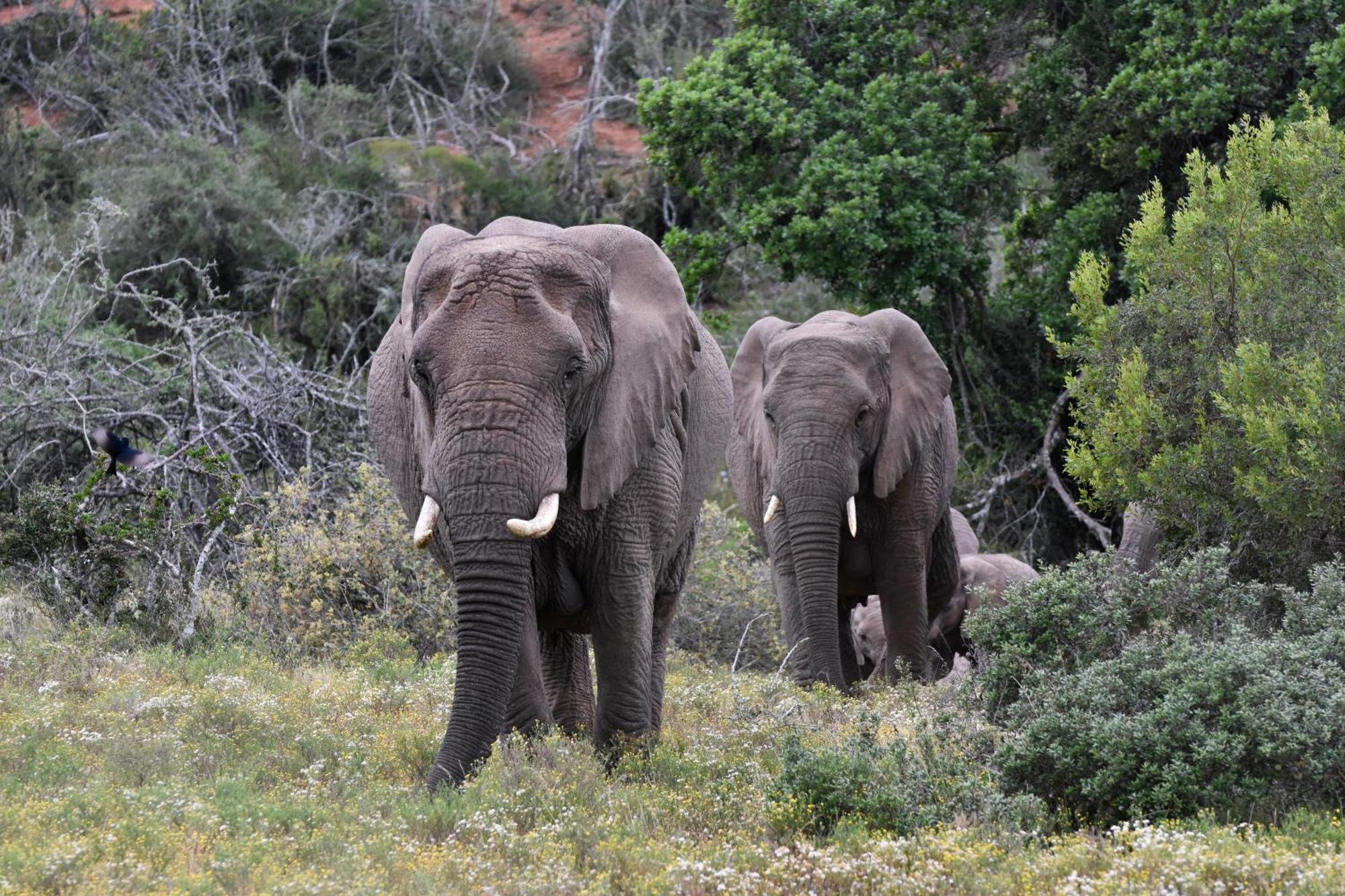 Zuurberg Mountain Village Addo Bagian luar foto